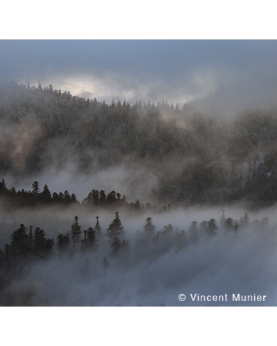 VMFR-BD293 Paysage Vosgien dans la brume