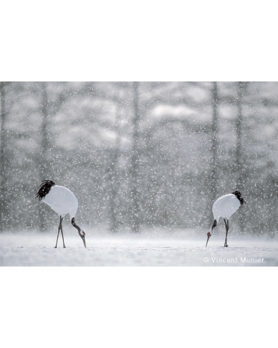 VMHO-BD352 Red Crowned Cranes