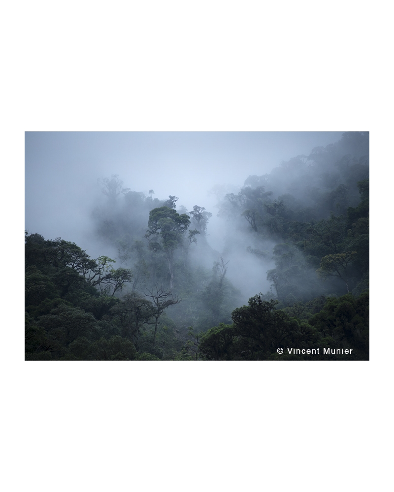 VMPE-BD363 Forêt des pluies