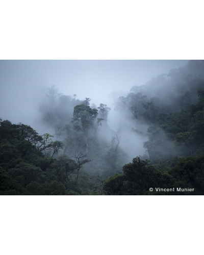 VMPE-BD363 Rainforest