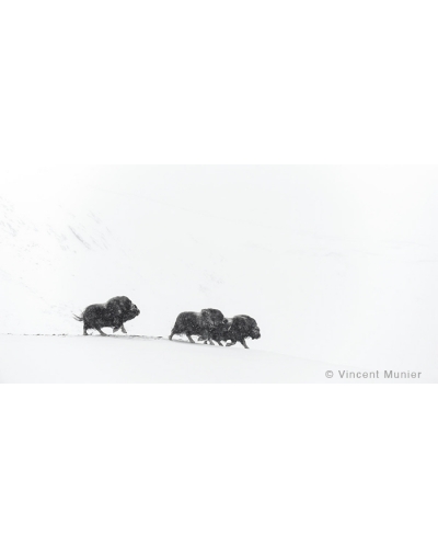 VMSOH10 Muskoxen, Dovrefjell, Norway