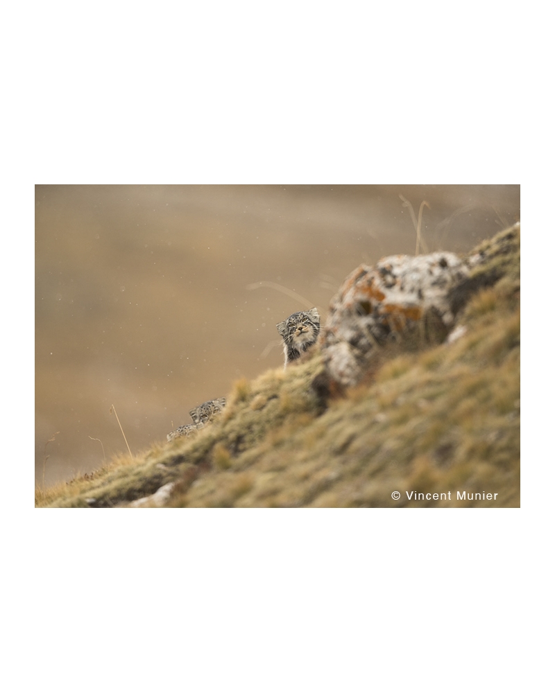 VMTI69 Hidden Kittens. Pallas cats