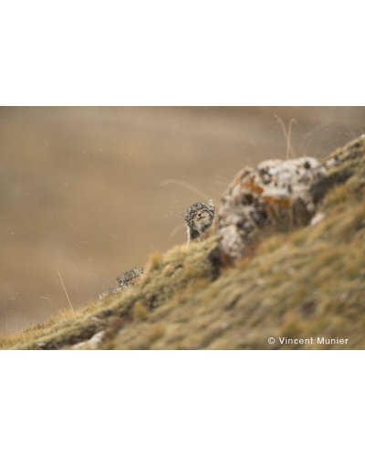 VMTI69 Hidden Kittens. Pallas cats