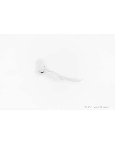 VMTA19 Snow petrel
