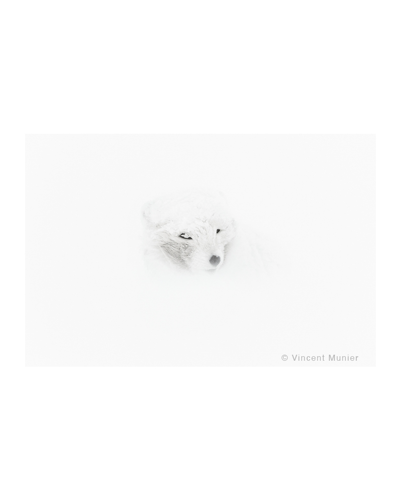 VMAR74 Arctic fox