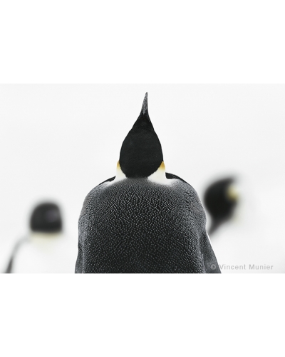 VMTA16 Up, emperor penguins