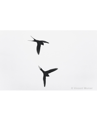 VMMO54 Barn swallow