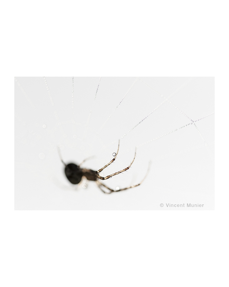 VMMO76 Diadem spider