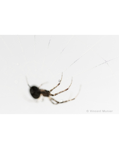 VMMO76 Diadem spider