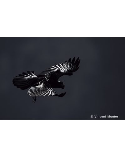 VMMO85 Thick-billed raven