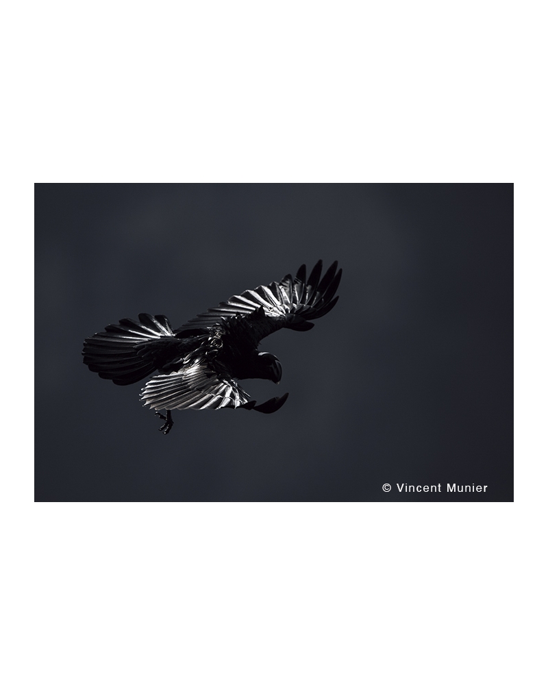 VMMO85 Thick-billed raven