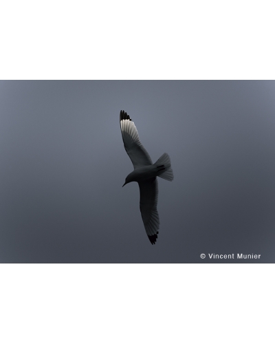 VMMO89 Black-legged kittiwake