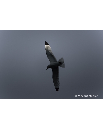 VMMO89 Mouette tridactyle