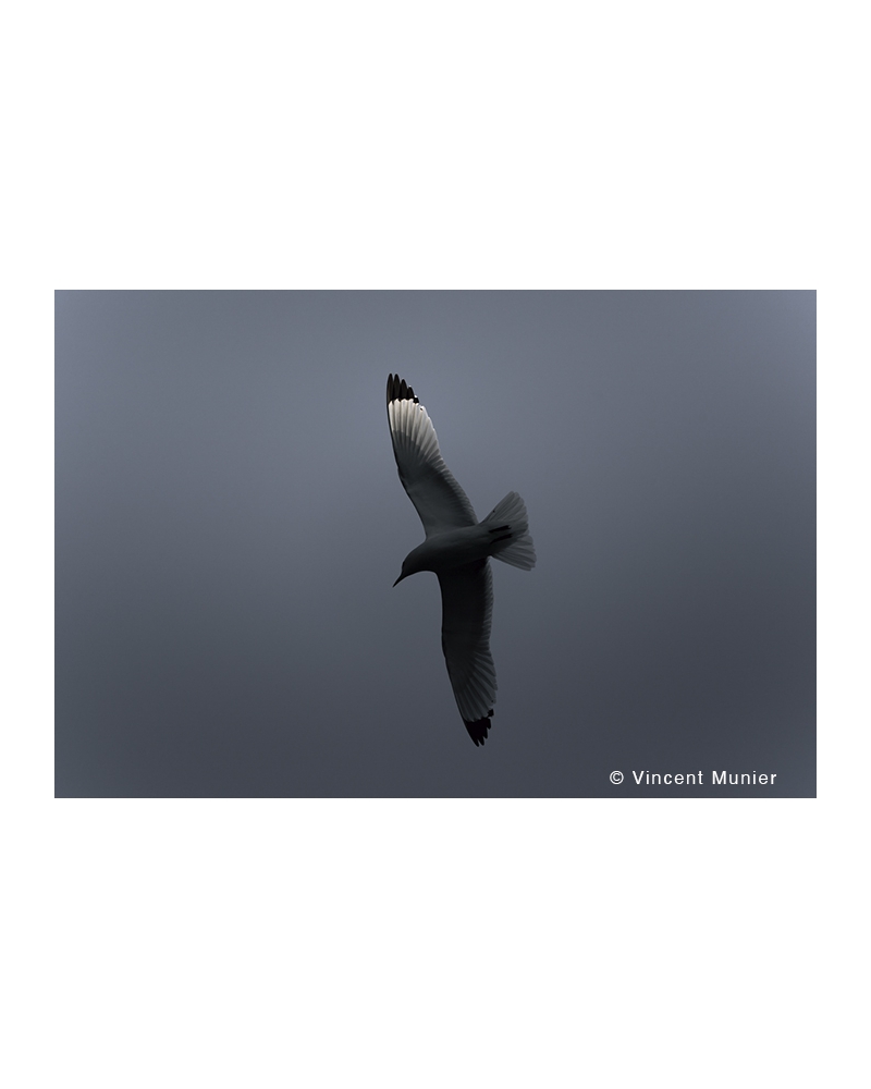 VMMO89 Black-legged kittiwake