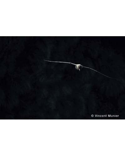 VMMO91 Light-mantled albatros