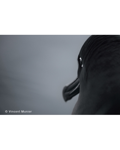 VMMO92 Light-mantled albatros