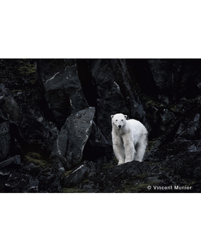 VMAR194 Polar bear