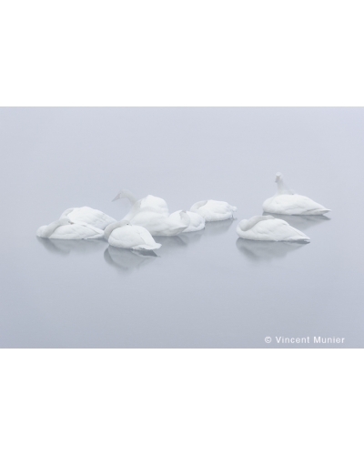 VMMO127 Whooper swans
