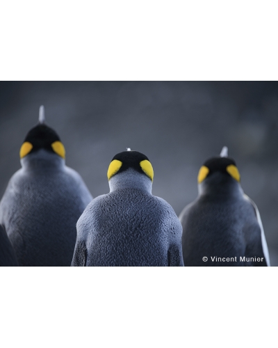 VMMO133 Emperor penguins