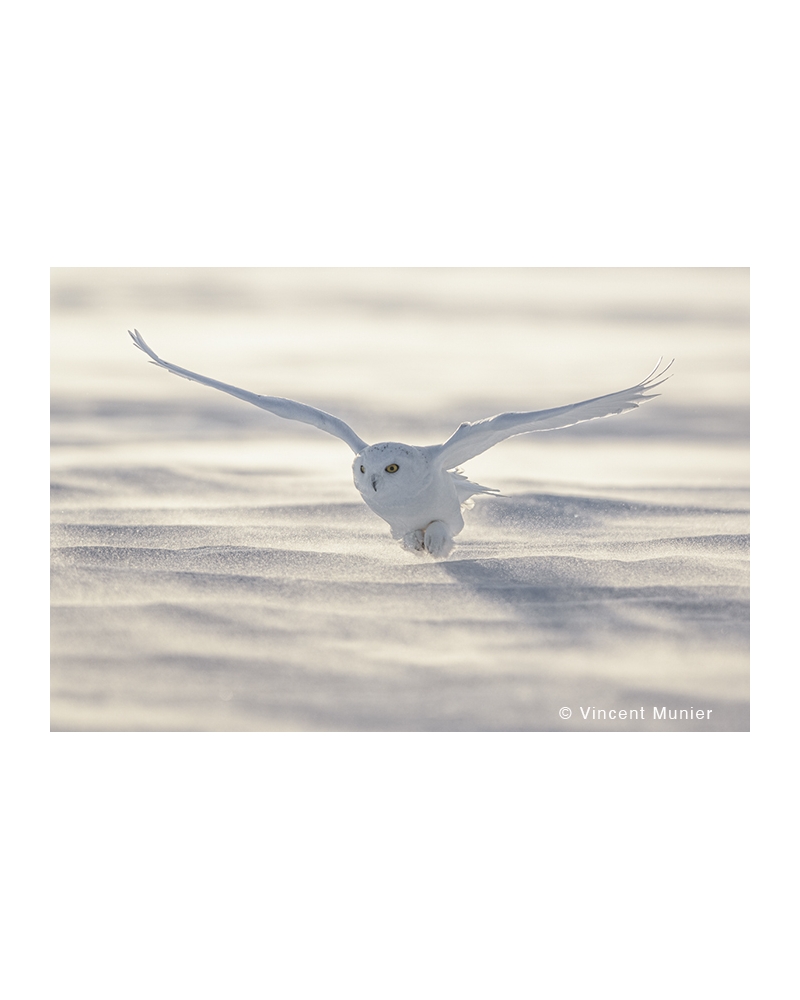 VMBN131 Snowy owl