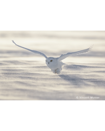 VMBN131 Snowy owl