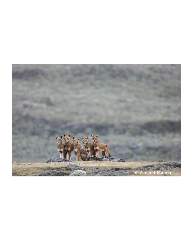VMMO176 Ethiopian wolves