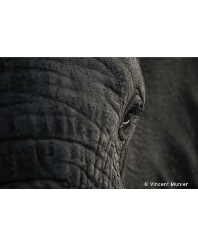 VMMO182 Élephant d'Afrique