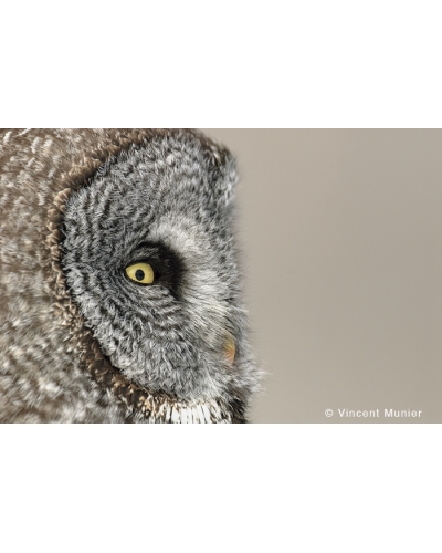 VMMO184 Great grey owl