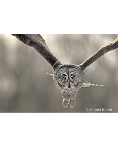 VMMO185 Great grey owl