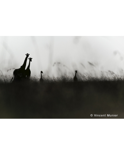 VMMO206 Giraffes