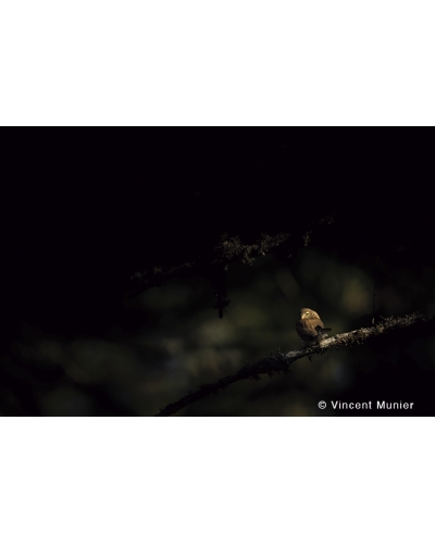 VMMO222 Eurasian pygmy owl