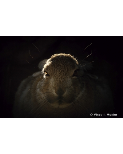 VMMO225 Wolly hare