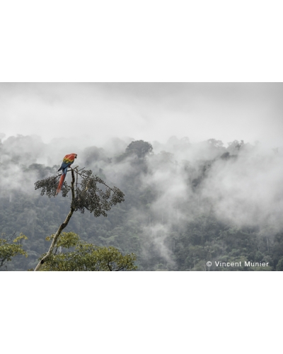VMMO244 Scarlet macaw
