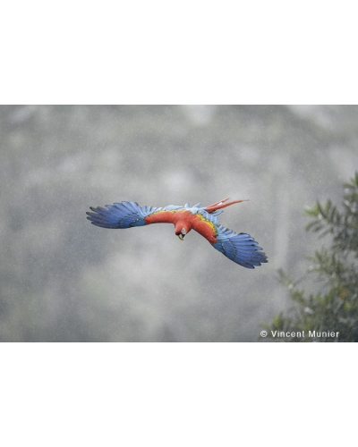 VMMO245 Scarlet macaw