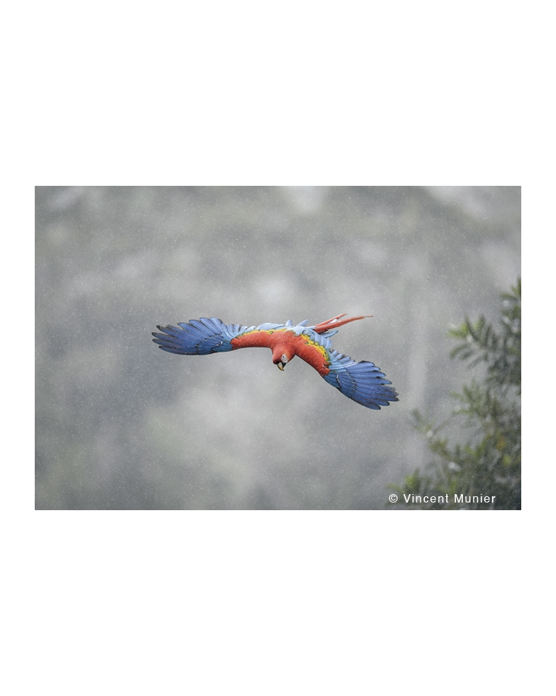 VMMO245 Scarlet macaw