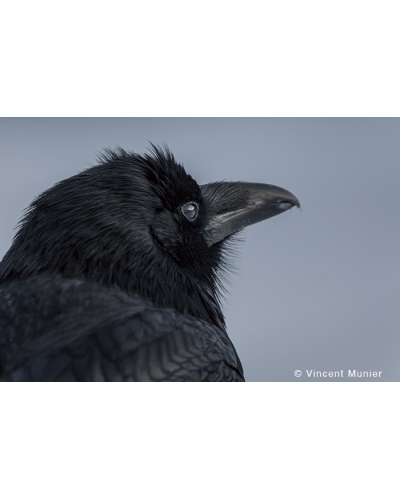 VMMO259 Grand corbeau