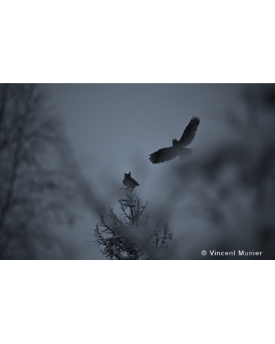 VMMO267 Eurasian eagle-owl