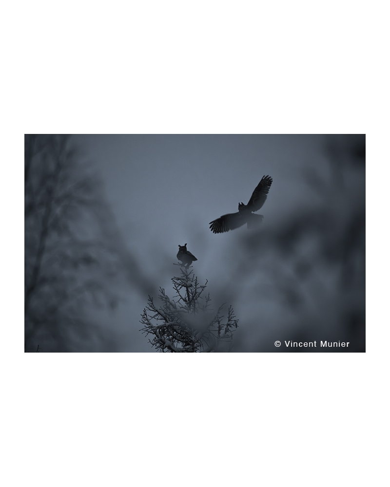 VMMO267 Eurasian eagle-owl