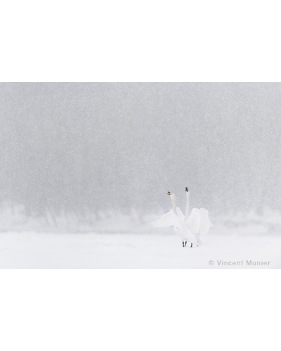 VMMO291 Whooper swans