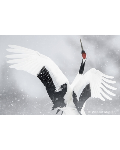 VMMO296 Red crowned crane