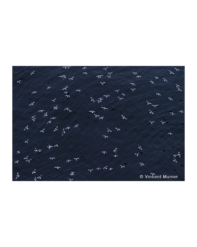 VMMO308 Black-legged kittiwakes