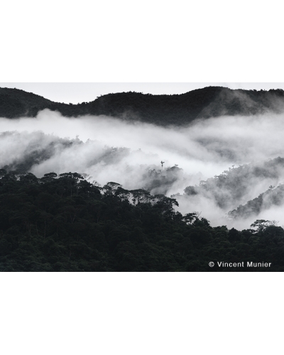 VMMO312 Cloud forest, Pérou