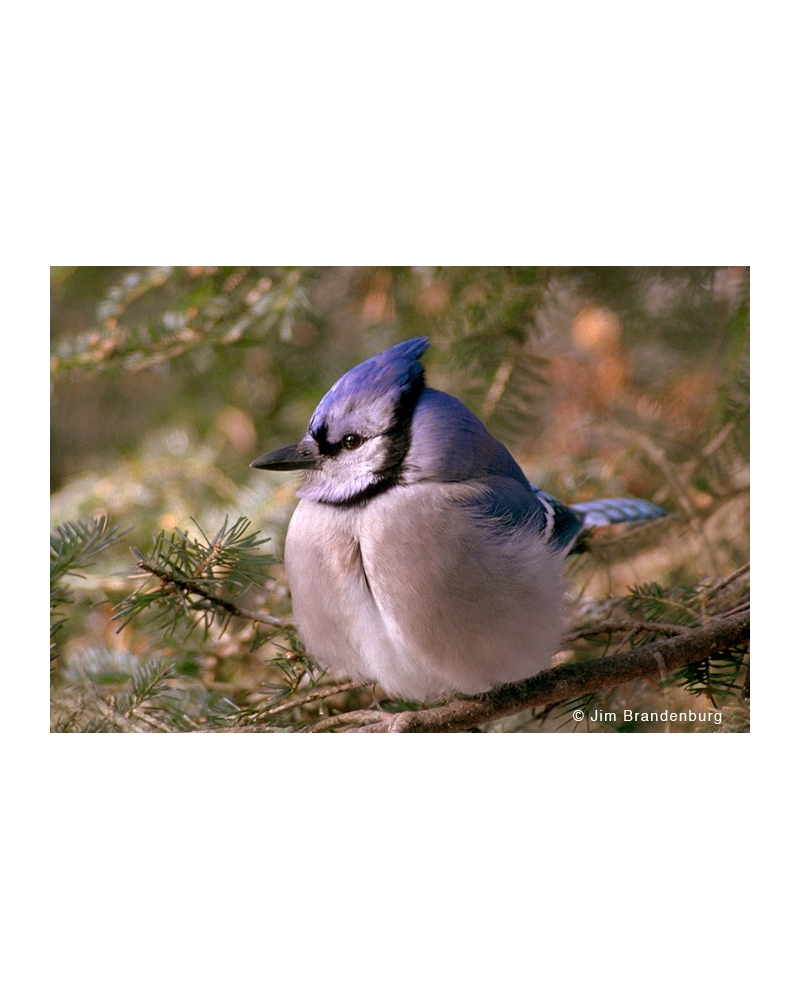 BW90 Blue Jay